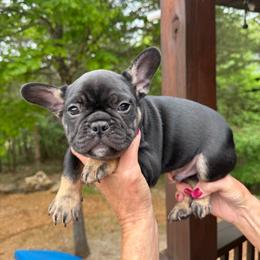 Blue collar boy - Black and tan male French Bulldog puppy in Golden, Missouri from Baxa Frenchie’s