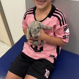 Great Dane Puppies from Denver Danes
