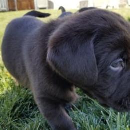 Labrador Retrievers from Naches River Retrievers