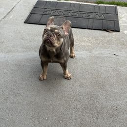 Honey - Tricolors female French Bulldog puppy in Millstone Township, New Jersey from Couture_frenchies_and_pomeranian