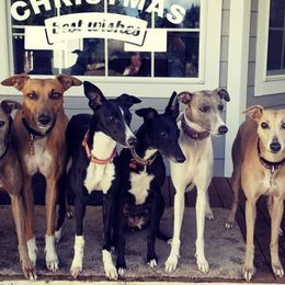 Whippets from Jamminwhippets