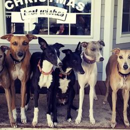 Whippets from Jamminwhippets