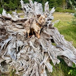 Ragnar - Toy Australian Shepherd