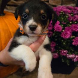 Male 3 - Black tri-color male Assorted Doodle Crosses puppy in Mouth Of Wilson, Virginia from Holly Ridge Aussies, Aussiedoodles & Corgis