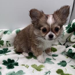 Sonny - Black sabled fawn male Chihuahua puppy in Williamsburg, Virginia from PAWSitive Cheeky Chihuahuas