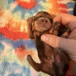 Rory - Dapple female Dachshund puppy in Steamboat Springs, Colorado from Steamboat Sausage Squad