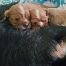 Cavalier King Charles Spaniel Puppies from Country Cavaliers