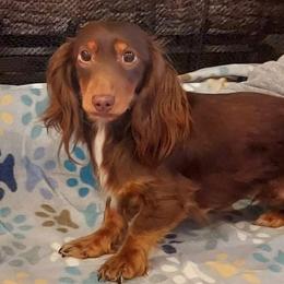 Rolli - Dachshund