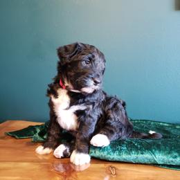Bernedoodle Puppies from Badlands Bernedoodles