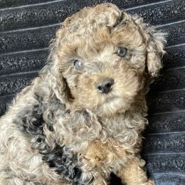 Rose - Merle female Cavapoo puppy in Lebanon, Kentucky from Mosaic Merle Doodles