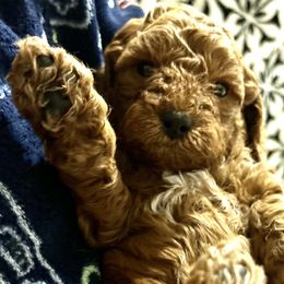 Boy 1 Beckham - Cockapoo puppy in Chesapeake, Virginia from Chesapeake Cockapoos