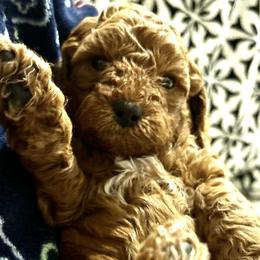 Boy 1 Beckham - Cockapoo puppy in Chesapeake, Virginia from Chesapeake Cockapoos