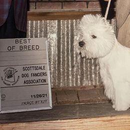 Scottish Terriers and West Highland White Terriers from Bonny's Scotties and Westies