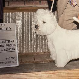Scottish Terriers and West Highland White Terriers from Bonny's Scotties and Westies