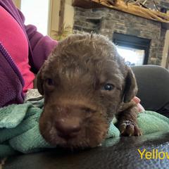 Boy 1 - Brown Chesapeake Bay Retriever puppy in Whitewater, Colorado from Willow Bend Chesapeakes