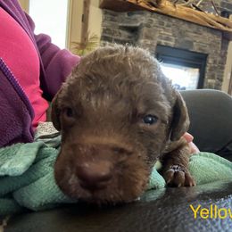 Boy 1 - Brown Chesapeake Bay Retriever puppy in Whitewater, Colorado from Willow Bend Chesapeakes