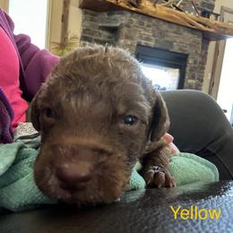 Boy 1 - Brown Chesapeake Bay Retriever puppy in Whitewater, Colorado from Willow Bend Chesapeakes