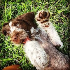 German Wirehaired Pointer Puppies from RipTide Kennels