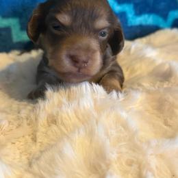 Haze (Akc) - Chocolate and cream male Dachshund puppy in Madera Acres, California from AllStarDachshunds