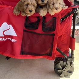 Goldendoodle and Poodle Puppies from Duffey’s IncrediDoodles