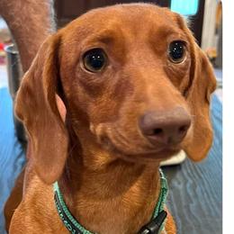 Coco - Dachshund