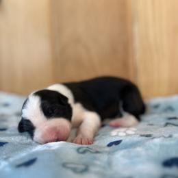 Boy 3 - male Border Collie puppy in Owenton, Kentucky from Three16 Ranch
