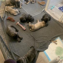 Cockapoo and Mastiff Puppies from SMC Mastiffs / Muddy Boots Doodles