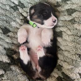 Green Female - Black and tan female Pembroke Welsh Corgi puppy in La Porte City, Iowa from Cedar River Corgis