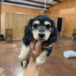 Girl 4 - Black and cream female Dachshund puppy in Stamford, Texas from West Texas Miniature Dachshunds
