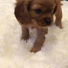 Cavalier King Charles Spaniel Puppies from Napier Cavaliers