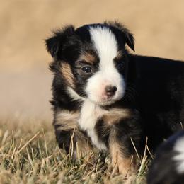 Emma - Black tri female Toy Australian Shepherd puppy in Laurel, Nebraska from 4C Toy Aussies