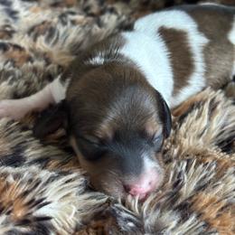 Burrata - Cream female Dachshund puppy in Lincoln, California from ForeversEdge Doxies