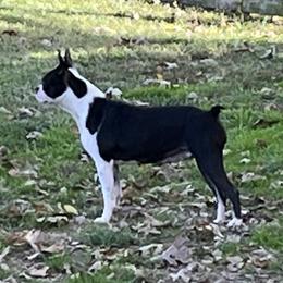 Jill - Boston Terrier