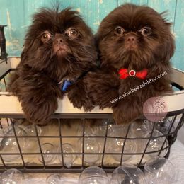 Shih Tzu Puppies from Shurbeez Shih Tzu