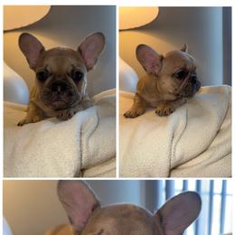 Boy 1 - Fawn male French Bulldog puppy in Muncie, Indiana from Seven Blessings Frenchies
