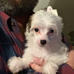 Bear - White and black male Chinese Crested puppy in New Haven, West Virginia from EverCrest