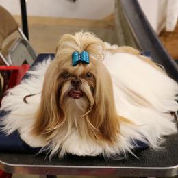 Susie Q - Shih Tzu