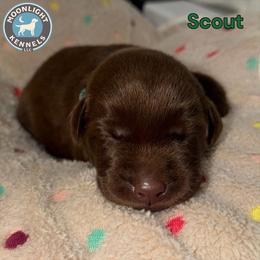 Scout - Green Collar - Chocolate male Labrador Retriever puppy in Elloree, South Carolina from Moonlight Kennels LLC
