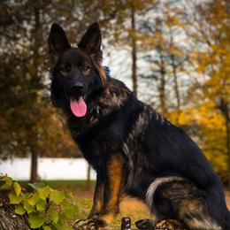 Nova - German Shepherd