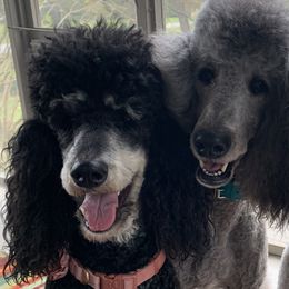 Poodles from Sunset Standards