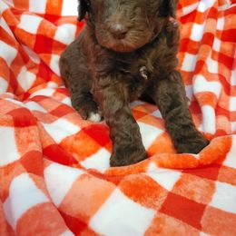 Poodle Puppies from Coco Puffs Poodles