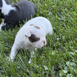Boy 1 - Seal and white male Boston Terrier puppy in Chillicothe, Ohio from 740 kennels