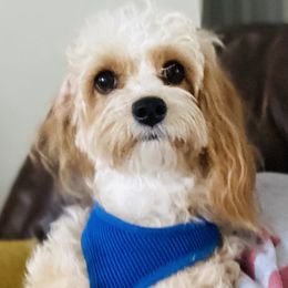 Aussiedoodles, Bernedoodles, Cavapoos, Goldendoodles, and Poodles from Huckadoodle Farm