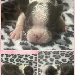 Willa - Blue female Boston Terrier puppy in Brazos Point, Texas from TX Southern Belle Bostons
