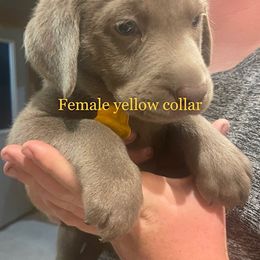 Basset Hound and Labrador Retriever Puppies from Porter Kennels