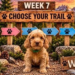 Willy - Red male Australian Labradoodle puppy in Eastover, North Carolina from Joyful Hearts Australian Labradoodles