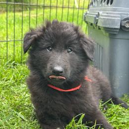 Reef (Red) - Black male Belgian Sheepdog puppy in Franklin, West Virginia from Wildmour K9