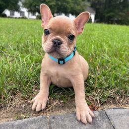 Scooby - Fawn male French Bulldog puppy in Salisbury, Maryland from 77 Frenchies Maryland