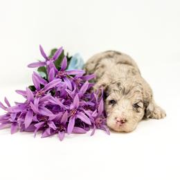 Goldendoodle Puppies from Dreaming Doodles