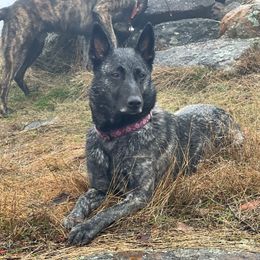Sanne - Dutch Shepherd